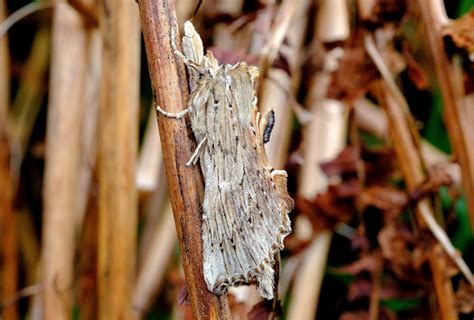 71.020 Pale Prominent Pterostoma palpina – Dumfries & Galloway Moths