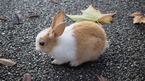 Only in Japan: Bunny Island – TRAVELLING THE WORLD SOLO