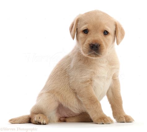 Dog: Yellow Labrador Retriever puppy sitting photo WP50069
