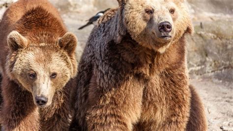 bear background wallpaperscom