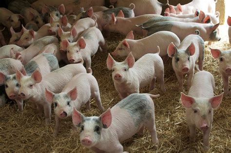 spotted pig breed