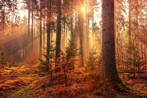 Leaf Peeping: 10 Best Places For Fall Foliage On The West Coast