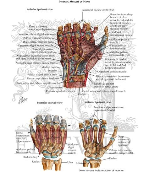 Intrinsic Muscles of Hand