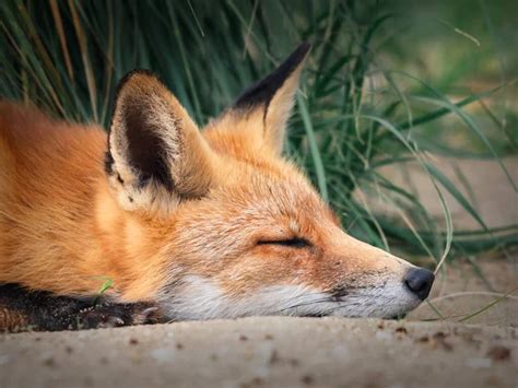 Red fox sleeping Stock Photos, Royalty Free Red fox sleeping Images ...