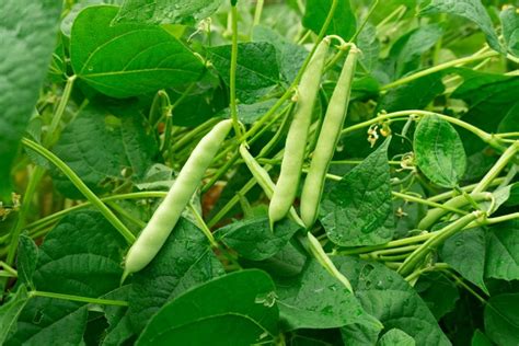 guide  growing beans garden design