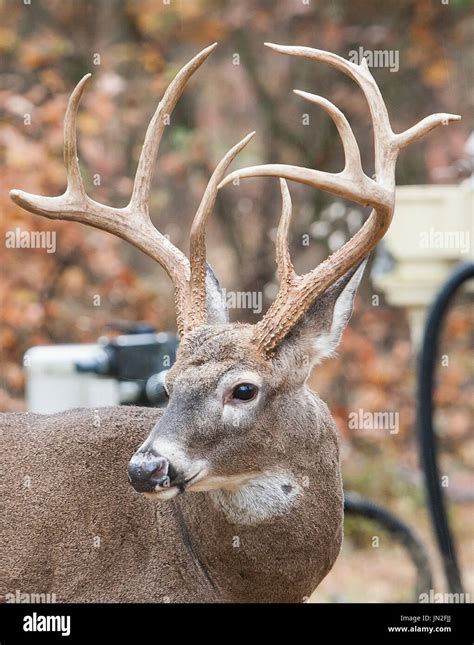 whitetail buck  large antlers stock photo alamy