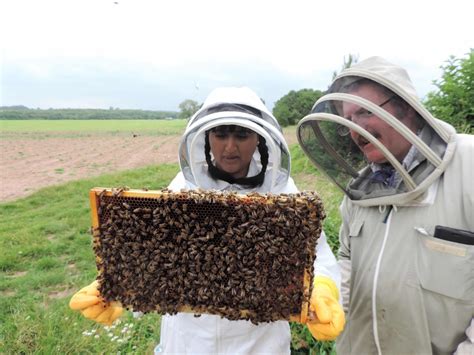 THE BEE FARMER: A HONEYBEE COLONY EXPERIENCE