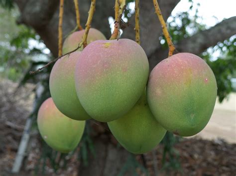images apple tree branch fruit sweet flower summer ripe
