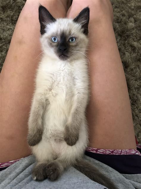 48 Best Photos Are Siamese Cats Hypoallergenic Reddit / Are Siamese