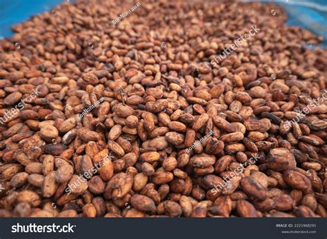 Cocoa Beans Drying Process By Sun Stock Photo 2221968295 | Shutterstock
