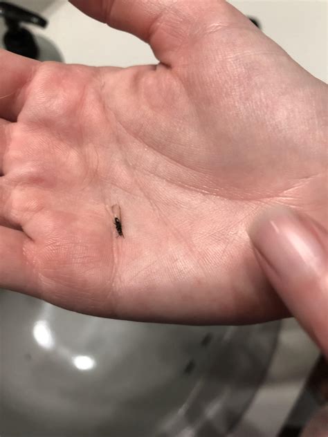 Small Black Bug With Wings In Bedroom How To Get Rid Of Carpet Beetles