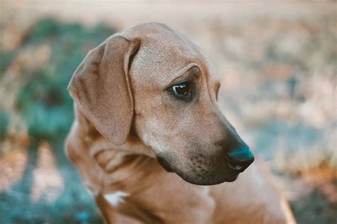 Where Is a Dog's Heart Located? – Canine Culture