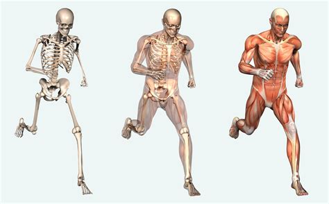 Scuola Panakeia presenta: corso di anatomia e fisiologia - CsenFirenze