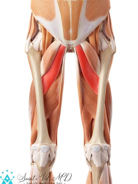 medically accurate illustration   adductor brevis exercisenow