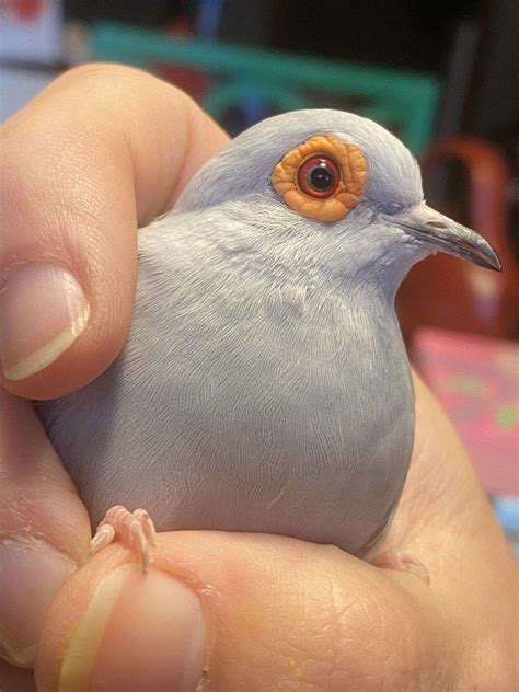Diamond Dove for Sale in Oklahoma