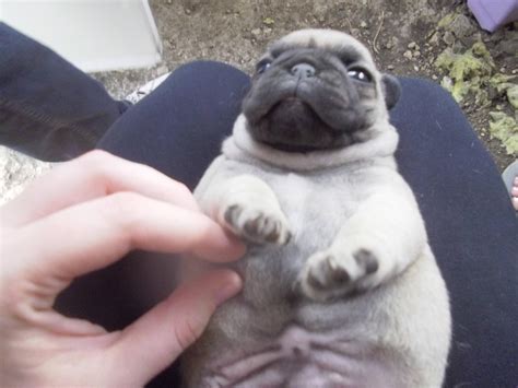 Adorable Fat Pug Puppy