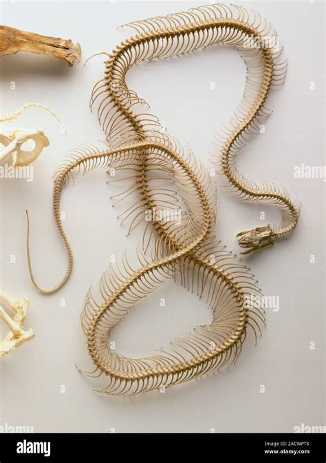 python skeleton skull   jaw dropped backbone entire length