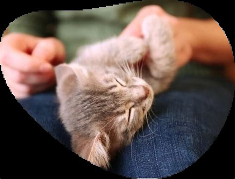 kitten care guide pet circle insurance