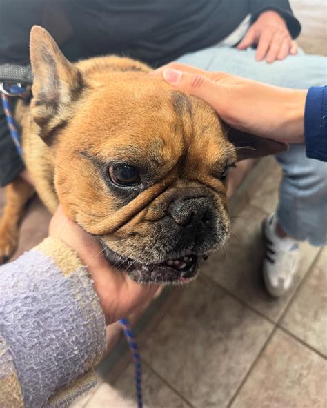 briarwood animal hospital 7