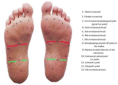 Bottom Of Foot Diagram