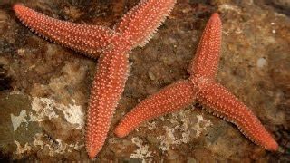 Starfish Reproduction