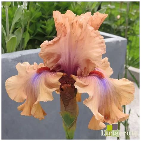 IRIS AMBER ESSENCE - L'iriseraie - KUTTOLSHEIM ALSACE FRANCE