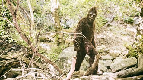 Man who fired gun in park was 'trying to kill Bigfoot'
