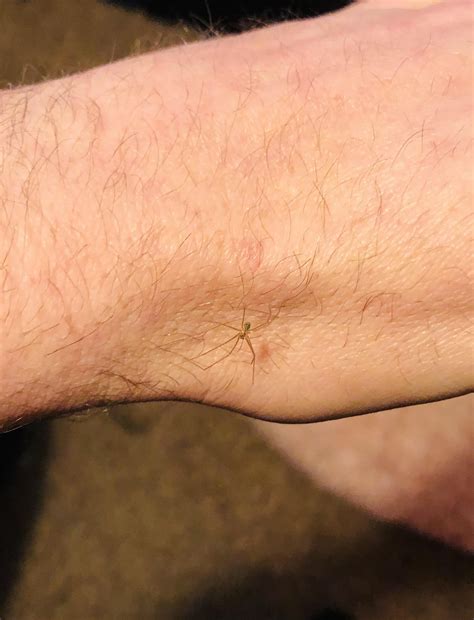 Relocated this little Cellar Spider from our bed, where it’d probably