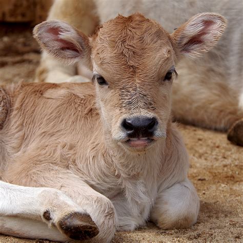 Three Trimesters that Last a Lifetime - Cow Gestation - Steinhauser's