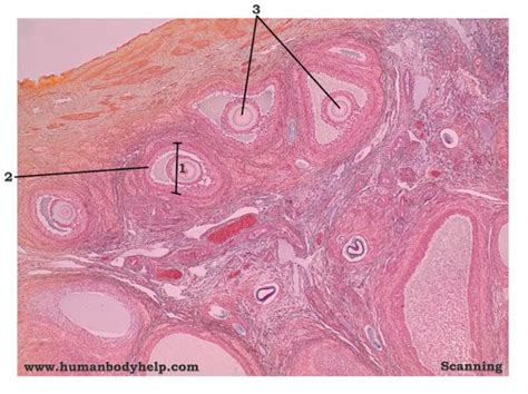 ovary human body