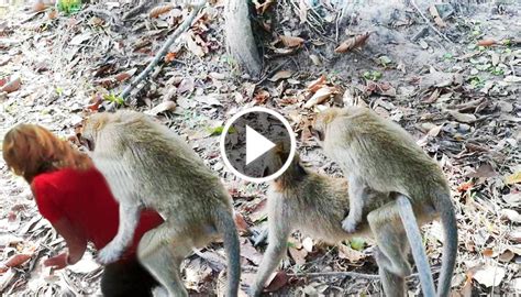 Funny video Monkey : Monkey mating at Angkor Wat ,monkey meeting ...