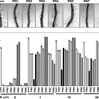 IAA restores root hair growth of PINox transformants. A, Representative ...