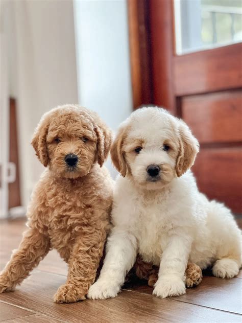 Explore Cute F1B Teddy Bear English Goldendoodles Images