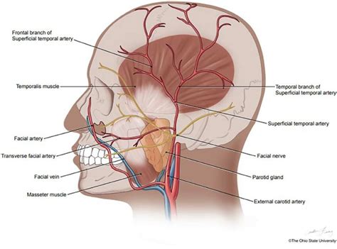 Pathway Of Superficial Temporal Artery Diagram Quizlet | atelier-yuwa ...