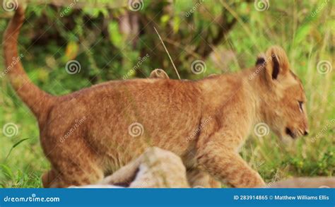 Cute Baby Lion Cubs Playing Cheekily with Each Other and Mother Playfully, African Wildlife in ...