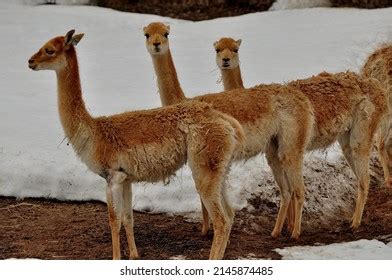 850 Camelid Family Images, Stock Photos & Vectors | Shutterstock