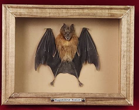 Shadow Frame With Real Taxidermy Bat, a Weird Curiosity - Etsy