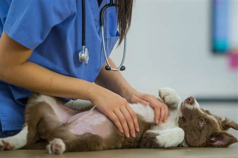 Facts About the Bordetella Vaccine for Dogs | East Sacramento ...