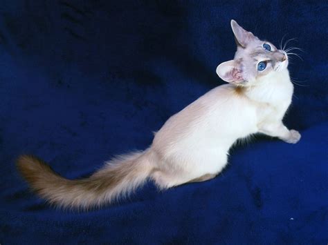 Balinese Cat Breed History