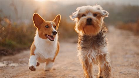 signs  dog  aging