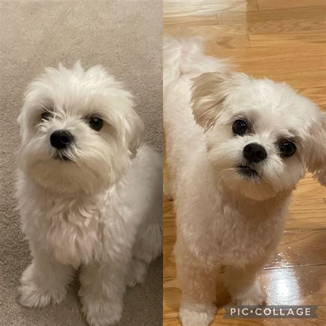 Puppy Cut Maltese