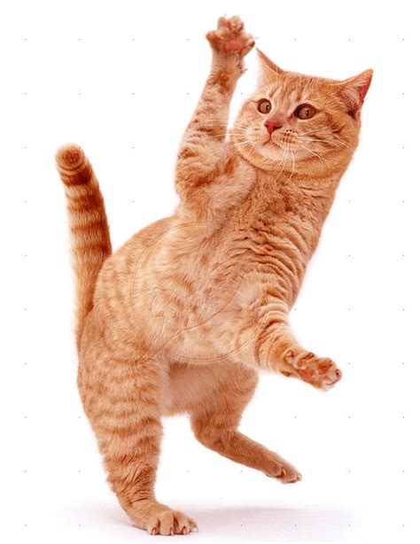 Dancing Cat | Dancing cat, Cats, Cat pics