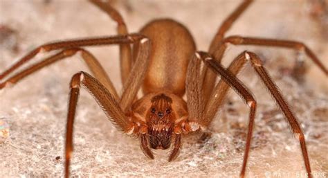 Aranha Pepino Verde É Venenosa - Vida no Campo: Conheça as aranhas e suas características