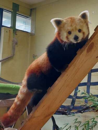 Red Panda - Zoo Atlanta