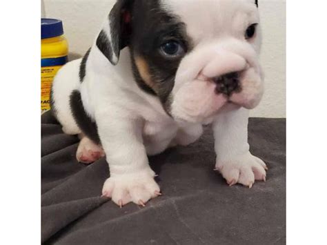 AKC English Bulldogs Bakersfield - Puppies for Sale Near Me