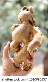 ginger human shape stock   images    trial