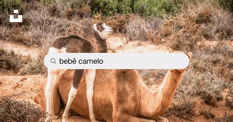 Imagens de Bebê Camelo | Baixe imagens gratuitas na Unsplash