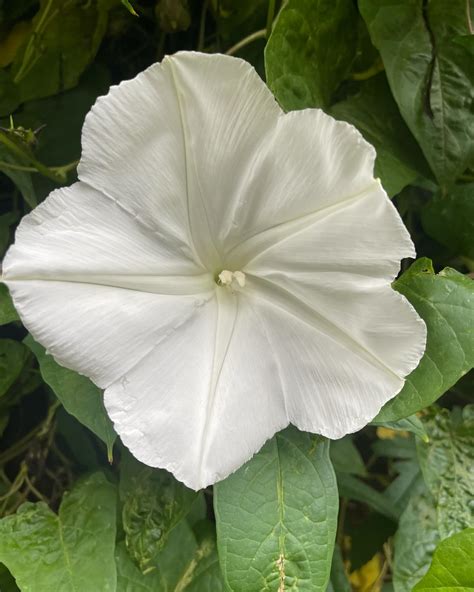 The secret ingredient in bubba's cooks country dallas tx chicken 16