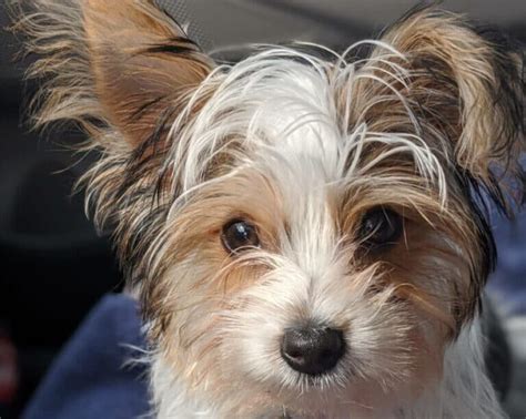 What is a Parti Yorkie? Everything You Need to Know – Yorkie Fun