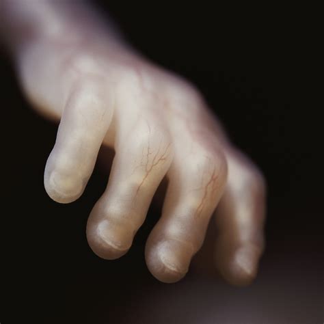 Lennart Nilsson : The Beginning - The Eye of Photography Magazine